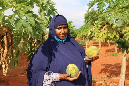 Habiba growing pawpaw grown and harvested in her farm in Kenya