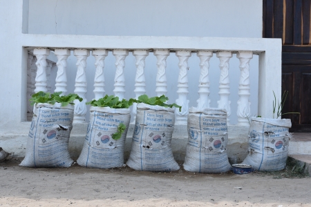 WFP-Republic of Korea's marked bag recycled in small off-ground planting.