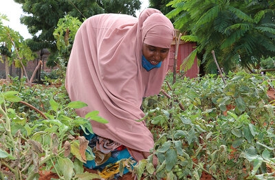 Fardosa picks tomatoes from Habiba's farm