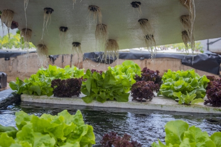 Lettuces grown by students of Bulungu Primary School in a hydroponics garden