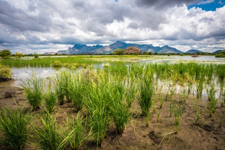 Rice growing at the sides of the dam, Chad.