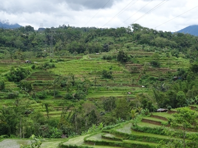 Rice Terrace